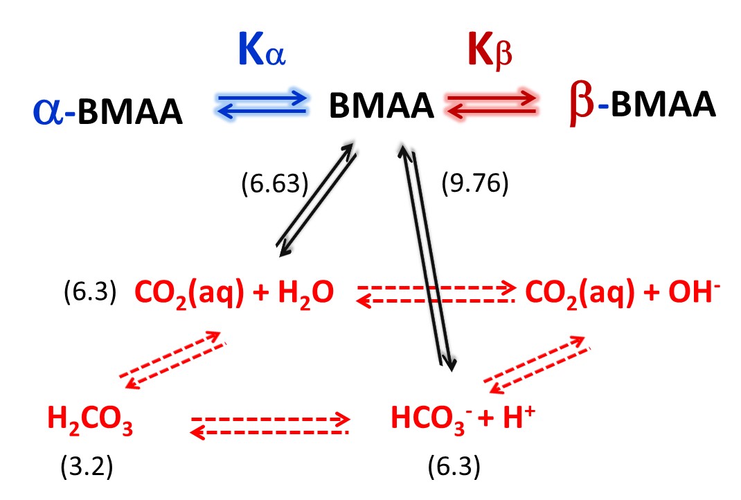 Pedro Diaz-Parga On the Mechanism of BMAA