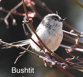 bushtit