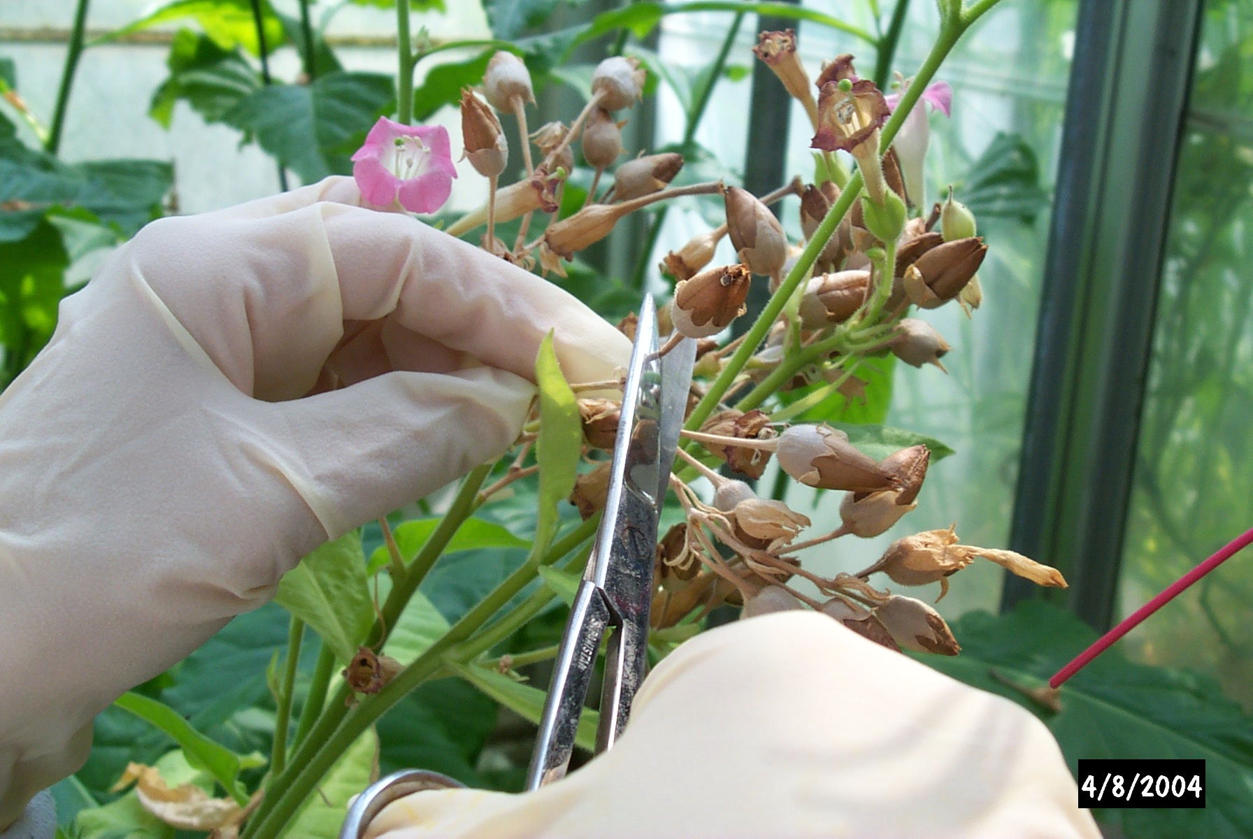 Program Expectations