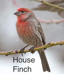 house finch