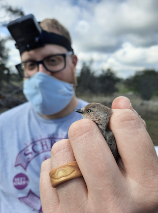 Joel Slade holding a female bushtit