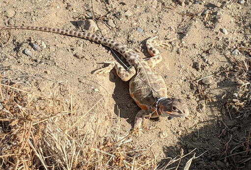 Blunt-Nosed Lizard