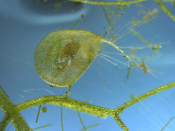 Utricularia australis