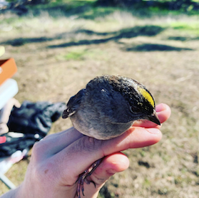 Golden-crowned sparrow in Dr. Joel Slade's hand.