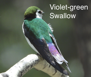 violet-green swallow