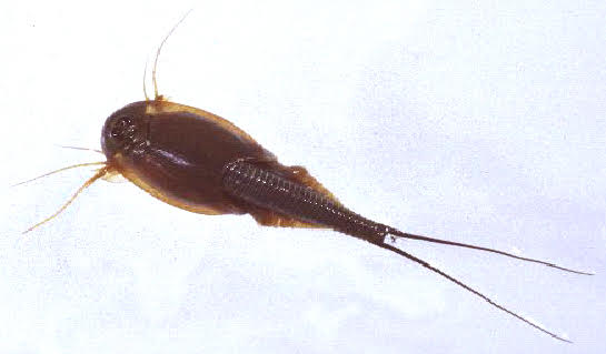 Tadpole Shrimp