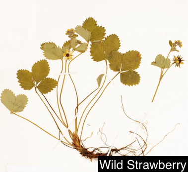 Wild strawberry