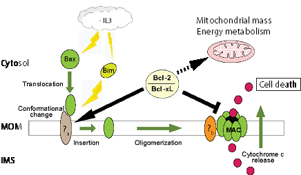 diagram of mitocondrial signaling