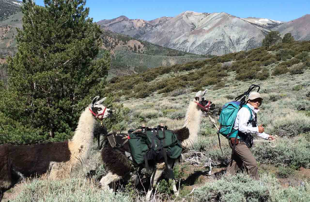 Student with llamas