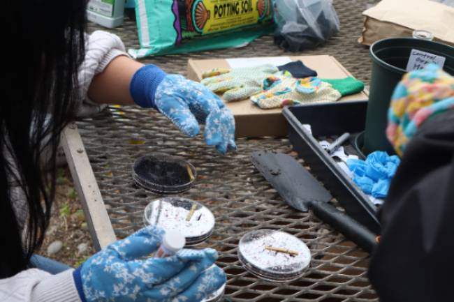 Student examining soil for biochar experiment