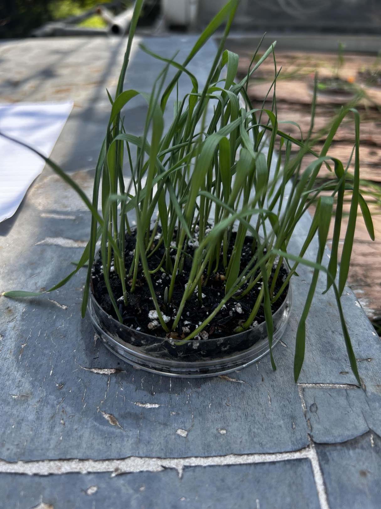 Biochar plant growth