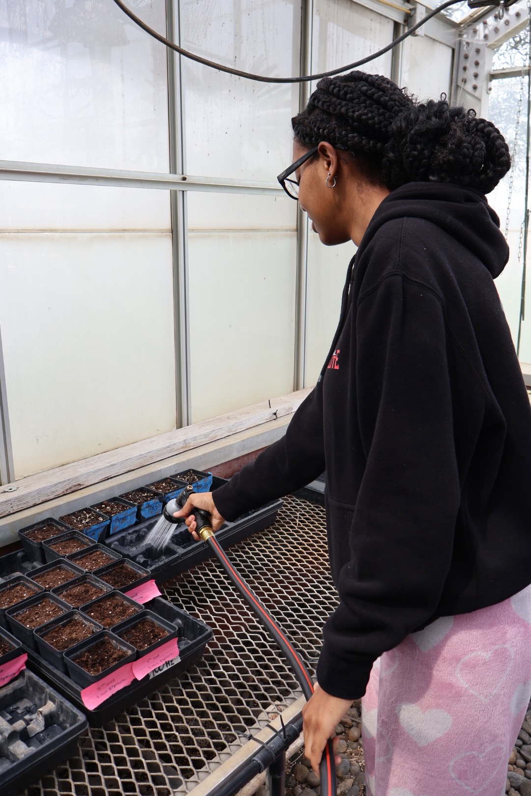 Student researcher is seen watering the pots.